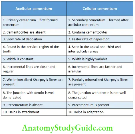 Cementum Differences between Acellular and Cellular Cementum