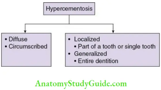Cementum Types of hypercementosis