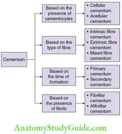 Cementum classification of cementum