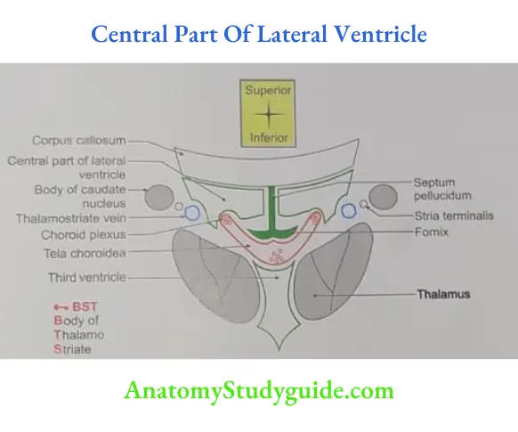 Central Part Of Lateral Ventricle