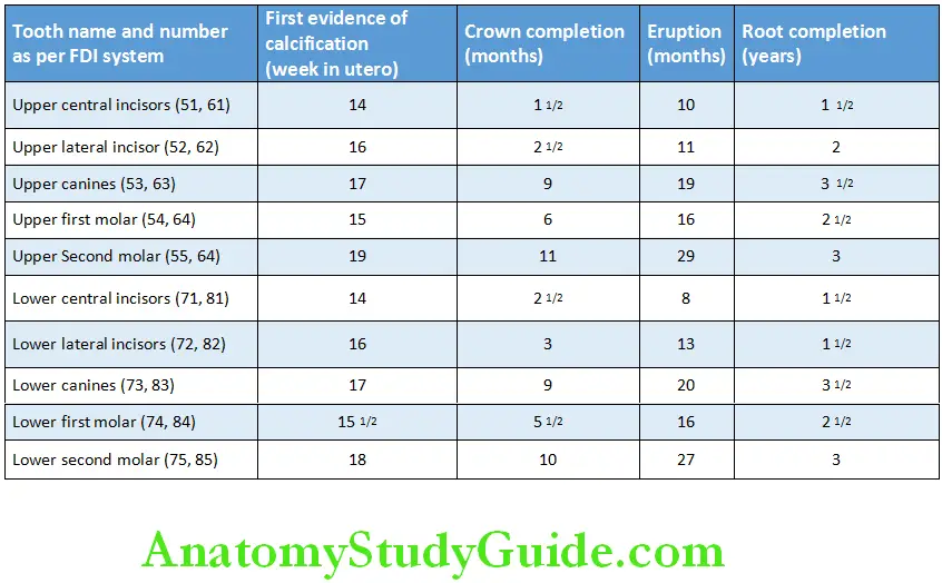 Chronology And Development Of The Dentition Chronology of Primary Teeth