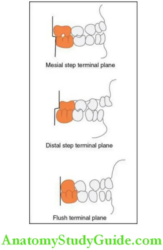 Chronology And Development Of The Dentition primary molar relationship