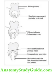 Chronology And Development Of The Dentition Notes - Anatomy Study Guide