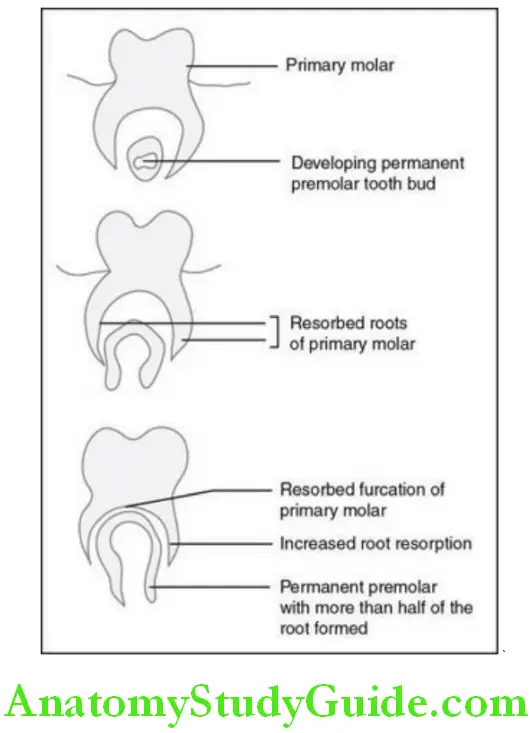 Chronology And Development Of The Dentition shedding pattern of molars