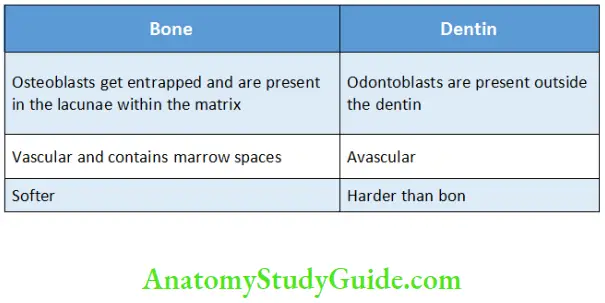 Dentin Differences between Dentin and Bone
