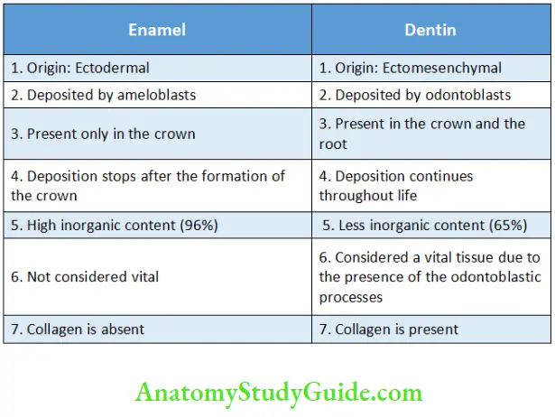 Dentin Differences between Enamel and Dentin