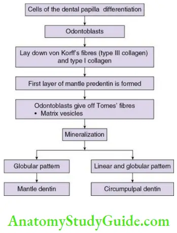 Dentin dentinogenesis