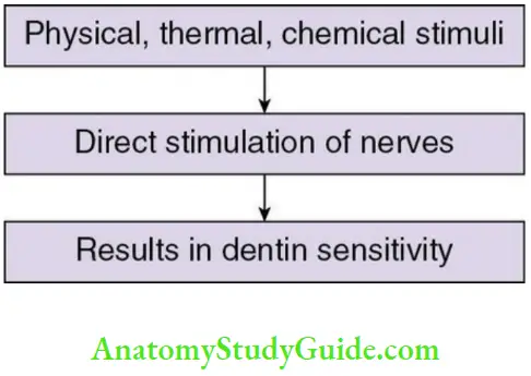 Dentin direct neural stimulation theory