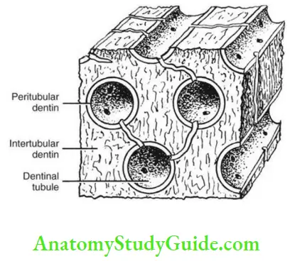Dentin intertubular and peritubular denitin