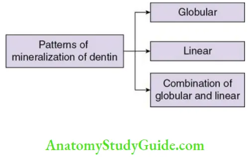 Dentin mineralization of dentin