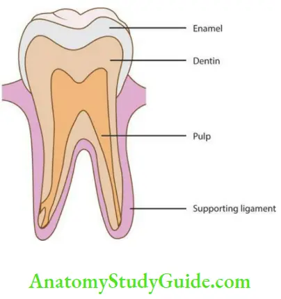 Dentin sketch diagram enamel dentin and pulp