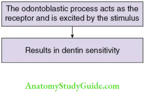 Dentin transduction theory