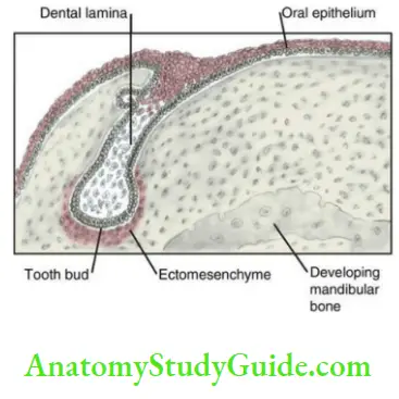 Development and growth of teeth Vestibular dental lamina