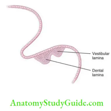Development and growth of teeth Vestibular lamina and dental lamina