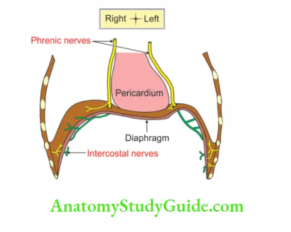 Diaphragm Nerves supply of diaphragm