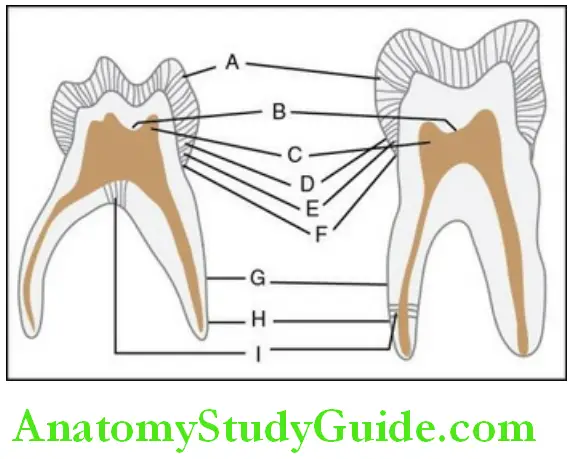 Differences Between Primary And Permanent Dentition comparison of primary molar and permanent ,olar, labiolingual cross section
