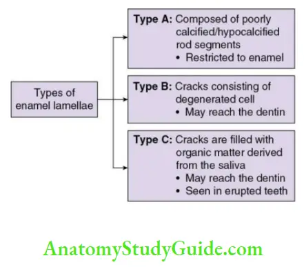 Enamel types of enamel lamellae