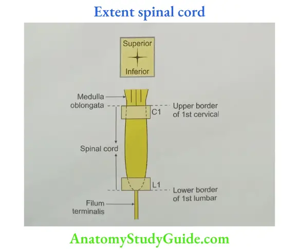 Extent spinal cord