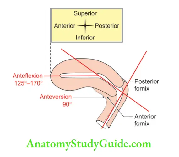 Female Reproductive Organs Anteflection and anteversion of the uterus
