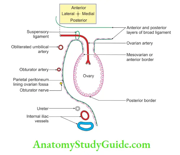 Female Reproductive Organs Anterior and posterior reflection of right ovary