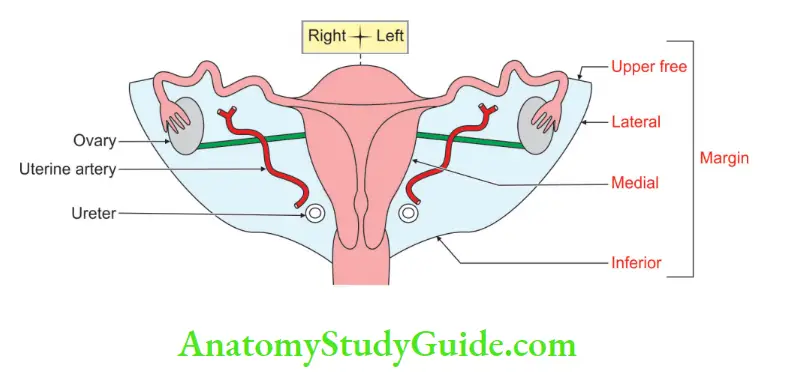 Female Reproductive Organs Board ligament of uterus