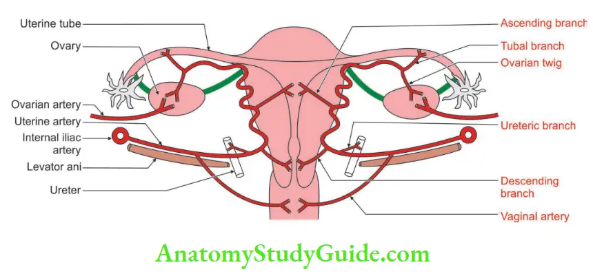 Female Reproductive Organs Course and branches of the uterine artery