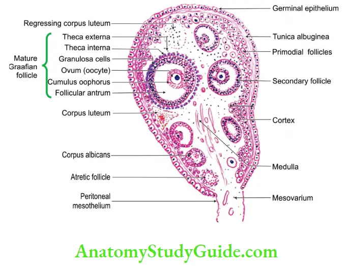 Female Reproductive Organs Histology of ovary