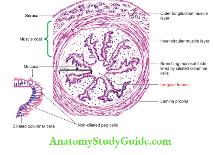 Female Reproductive Organs Histology of uterine tube
