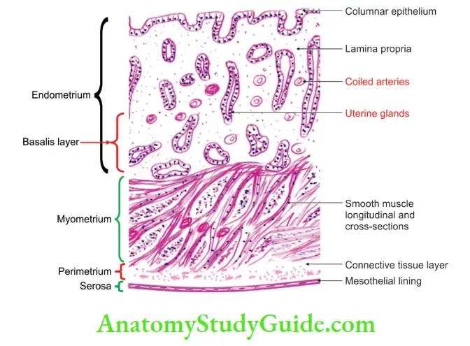 Female Reproductive Organs Histology of uterus proliferative phase