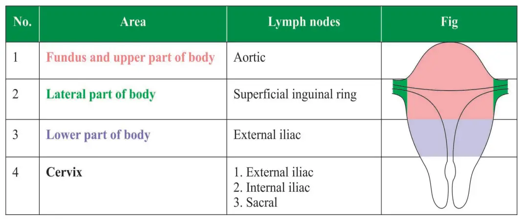 Female Reproductive Organs Lymphatic drainage of the uterus