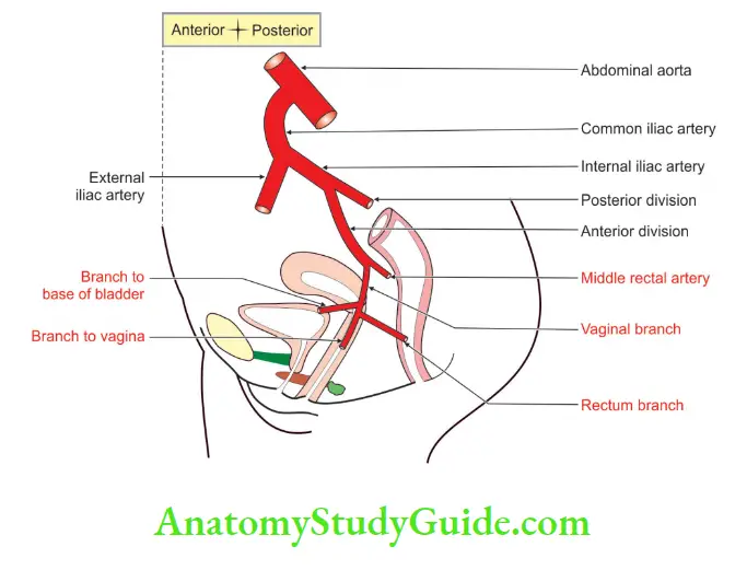 Female Reproductive Organs Middle rectal artery in female