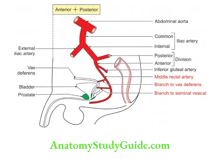 Female Reproductive Organs Middle rectal artery in male