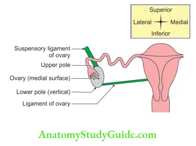 Female Reproductive Organs Relations of Upper pole lower pole and medial right ovary