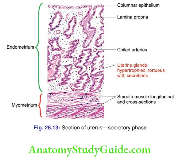 Female Reproductive Organs Section of uterus secretory phase