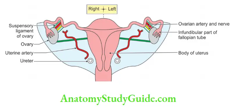Female Reproductive Organs The parts of relations and blood supply of the uterine tube