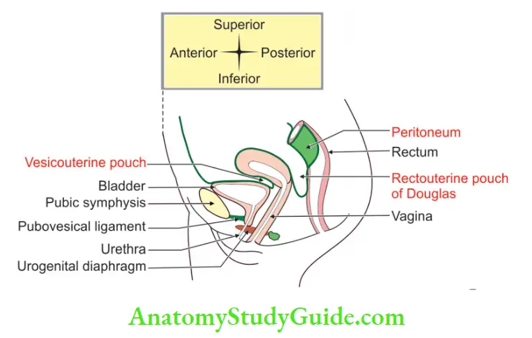 Female Reproductive Organs peritoneal reflection over pelvic organs in female