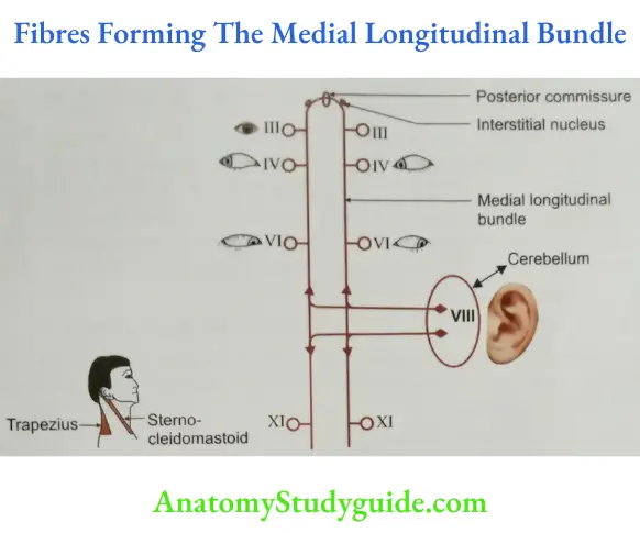 Fibres Forming The Medial Longitudinal Bundle