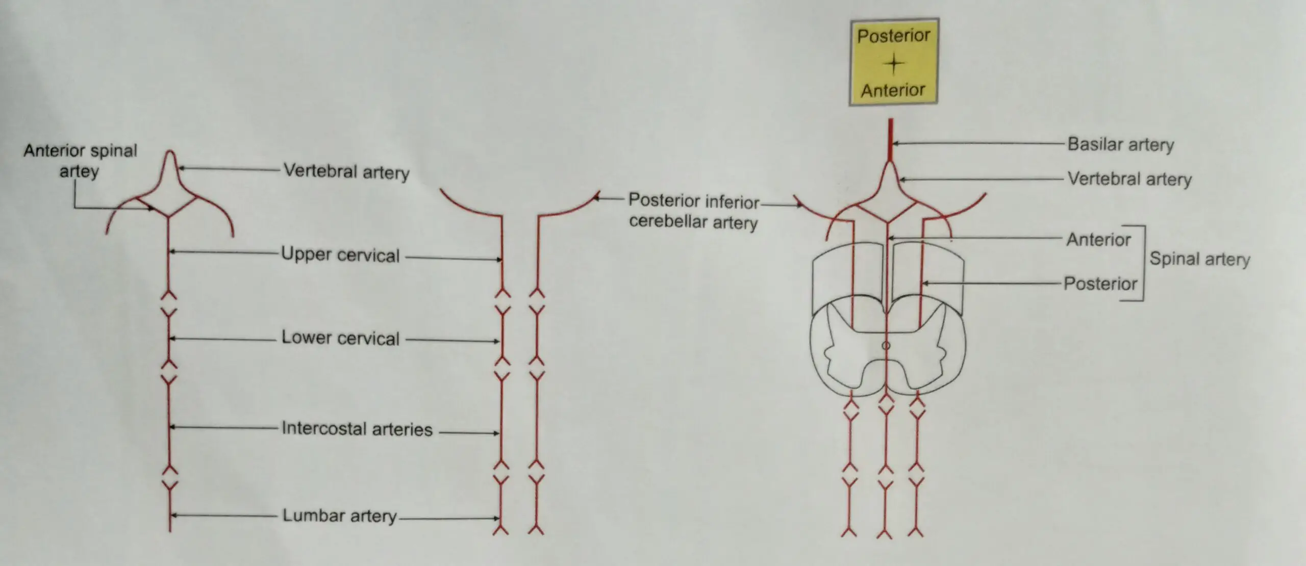 Formation Of the Anterior,posterior and both spinal Arteries in relation