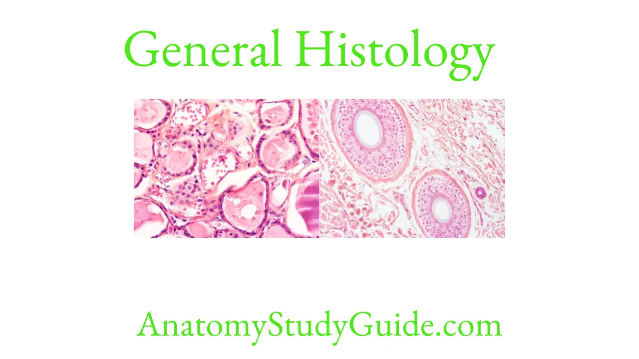 General Histology Question and Answers