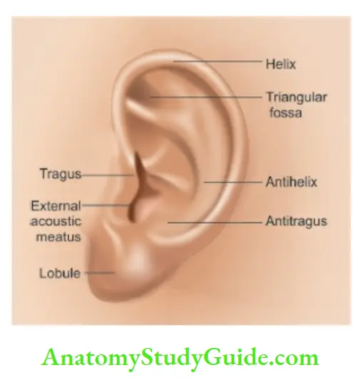 General physical Anatomic landmarks of the external ear