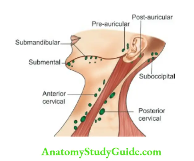 General physical The location of lymphatic glands in the neck.