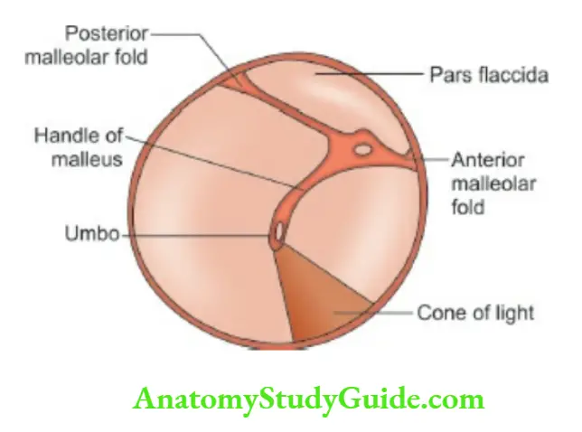 General physical The normal anatomy and landmarks on the tympanic membrane of the ear.