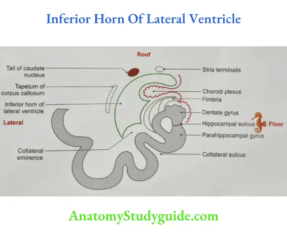 Inferior Horn Of Lateral Ventricle