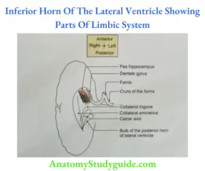 Third Ventricle Lateral Ventricle And Limbic System Question And ...