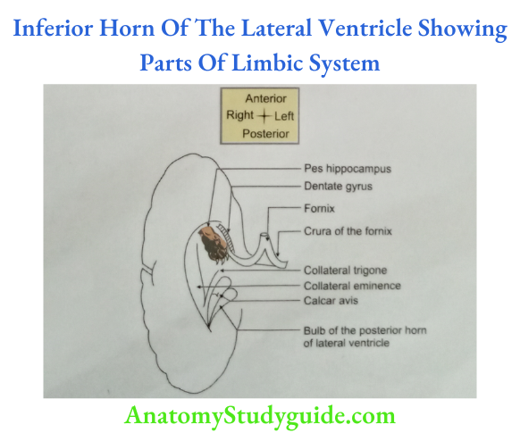 Inferior Horn Of The Lateral Ventricle Showing Parts Of Limbic System