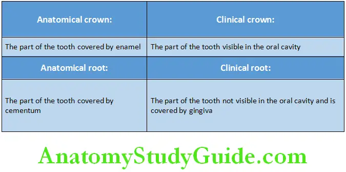 Introduction To Dental Anatomy And Landmarks antomical and clinical crown and anatomical and clinical root