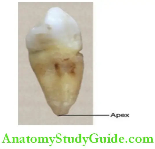 Introduction To Dental Anatomy And Landmarks apex
