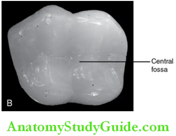 Introduction To Dental Anatomy And Landmarks central fossa
