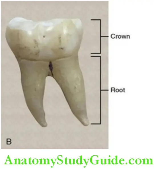 Introduction To Dental Anatomy And Landmarks crown and root in a posterrior tooth