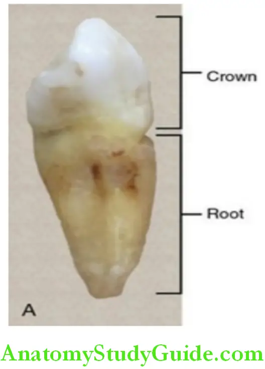 Introduction To Dental Anatomy And Landmarks crown and root in an anterior tooth
